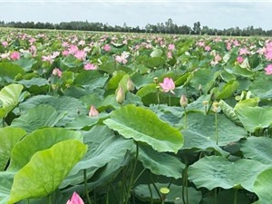 Long An: Tuyển chọn sáu giống sen cho vùng đất ngập nước 